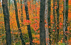 Torch Lake Township autumn